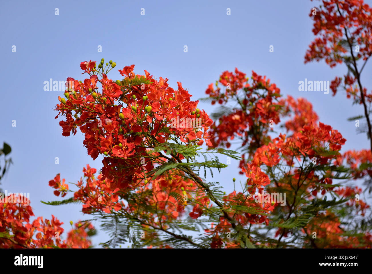 Krishnachura flower hires stock photography and images Alamy