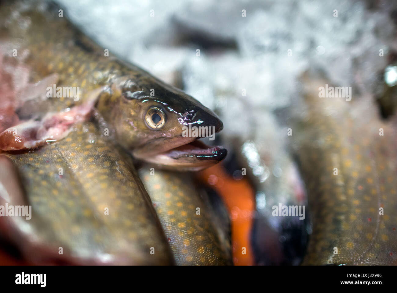 Vipperow, Germany. 4th May, 2017. Freshly caught char fish are placed on ice at the fish farm at the Mueritz in Vipperow, Germany, 4 May 2017. The fish farm is part of the largest inland fishery in Germany: Fishery Mueitz-Plau GmbH. Besides the tradition fishery and the breeding of fish, modern aqua culture is also part of the business. The fishery, founded in 1990 from the former production cooperative (founded 1952) holds more than 30.000 hectars of water. Photo: Jens Büttner/dpa-Zentralbild/dpa/Alamy Live News Stock Photo