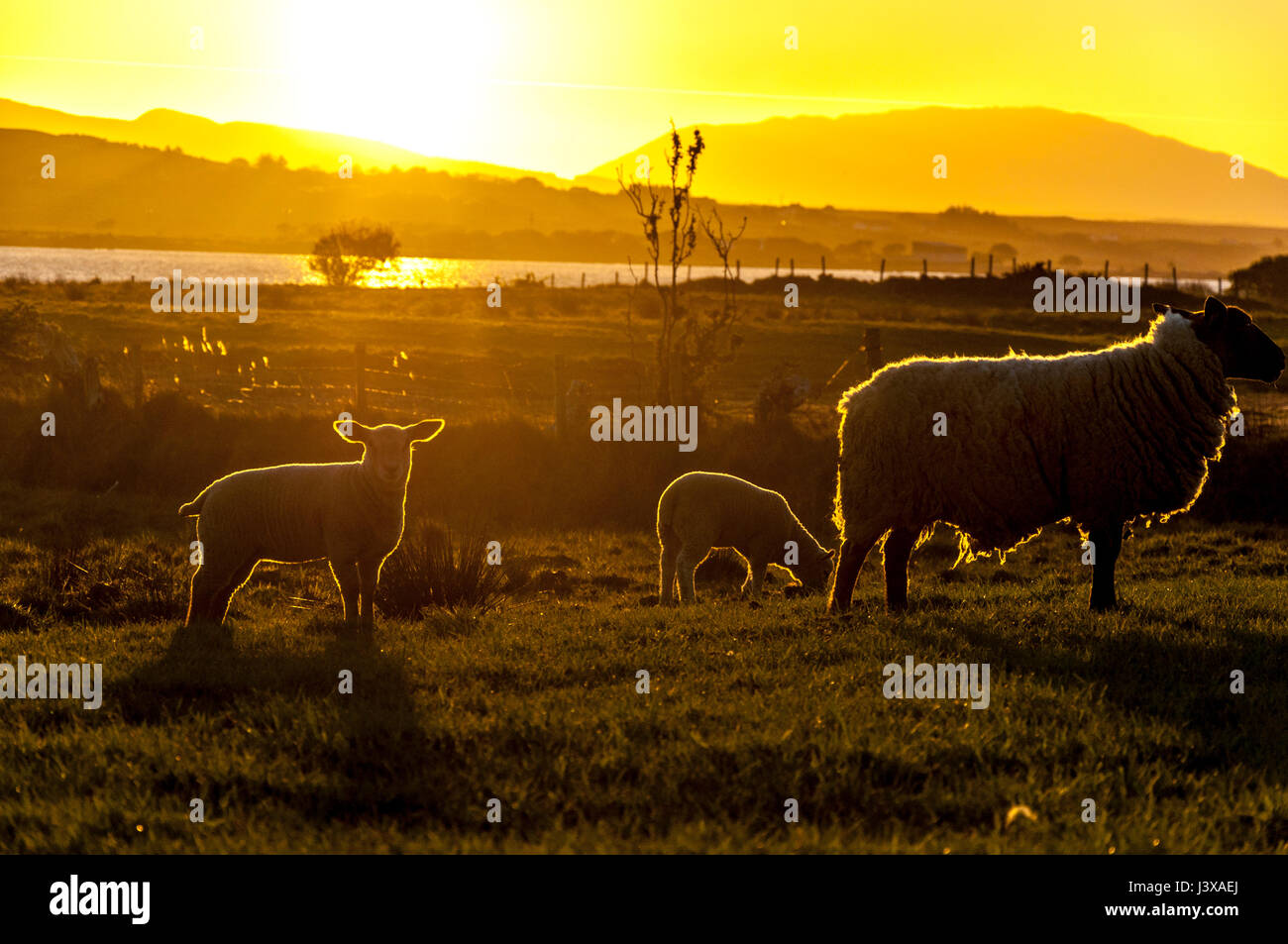 Ardara, County Donegal, Ireland weather. 9th May 2017. Sheep and lambs graze in a field as the sun rises in a cloudless sky on the west coast. The region has seen a week of fine weather but it is expected to become cloudy and wet by the end of the week. Credit: Richard Wayman/Alamy Live News Stock Photo