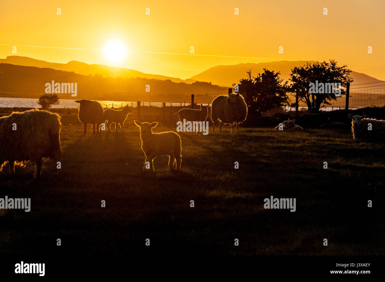 Ardara, County Donegal, Ireland weather. 9th May 2017. Sheep and lambs graze in a field as the sun rises in a cloudless sky on the west coast. The region has seen a week of fine weather but it is expected to become cloudy and wet by the end of the week. Credit: Richard Wayman/Alamy Live News Stock Photo