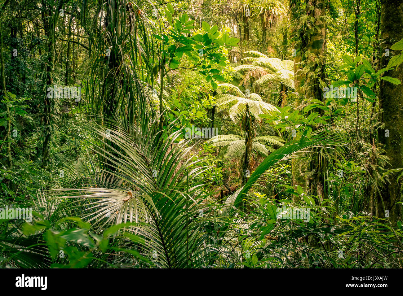 Lush green foliage in tropical jungle Stock Photo - Alamy