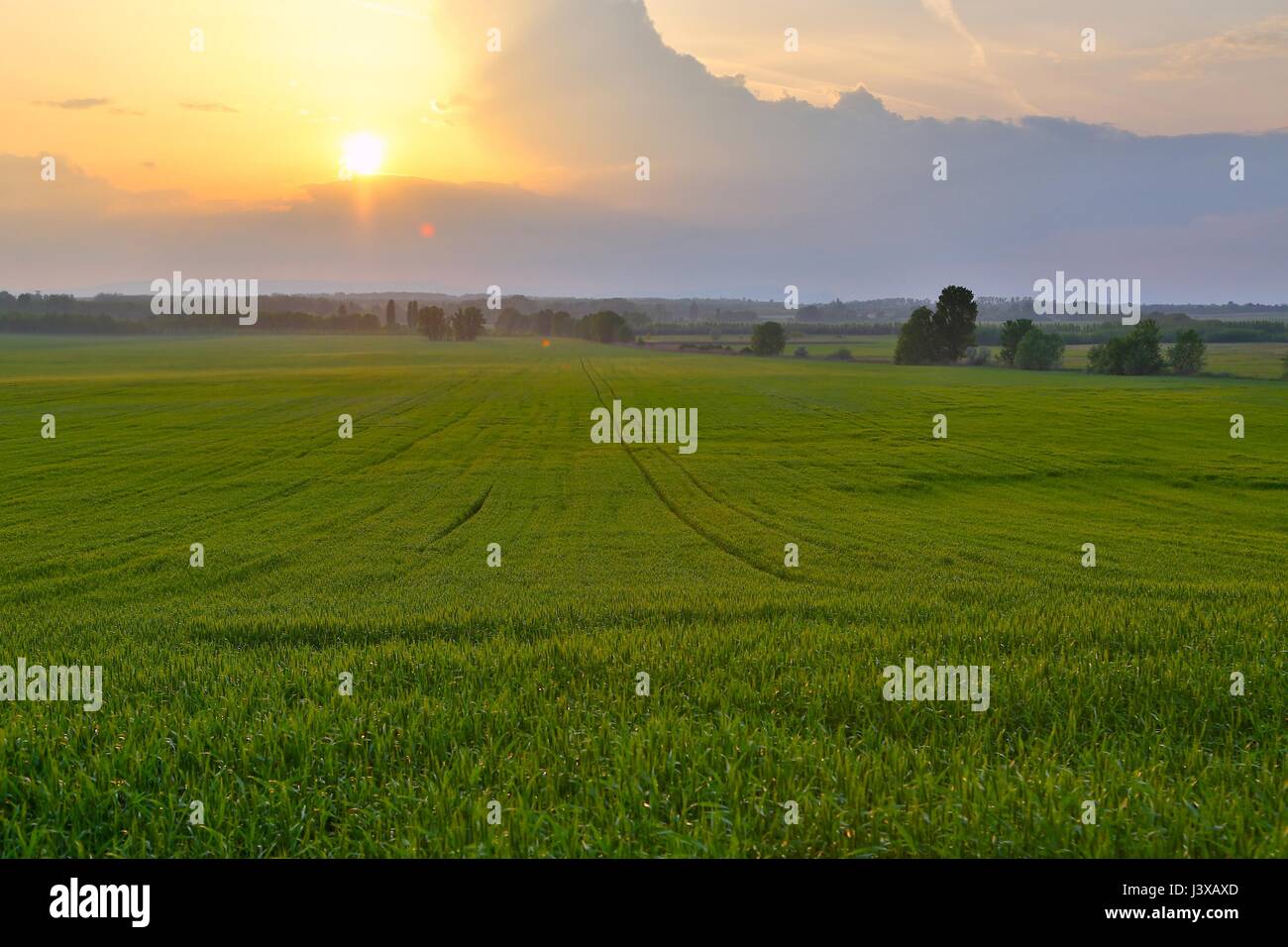 Agricultural field in late sunlight Stock Photo - Alamy