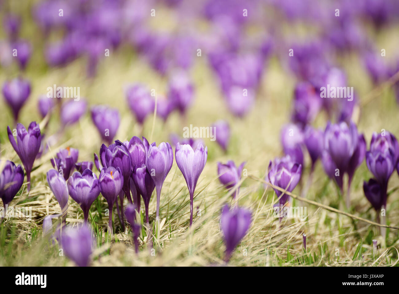 Spring crocus flower Stock Photo - Alamy