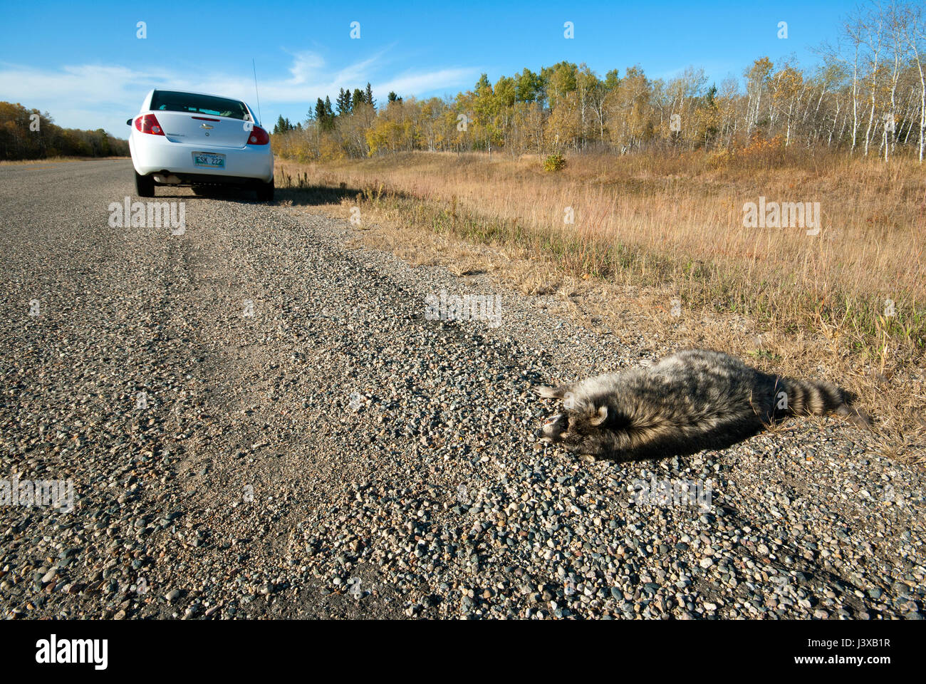 Raccoon (Procyon lotor) killed on the road, Manitoba, Canada Stock Photo