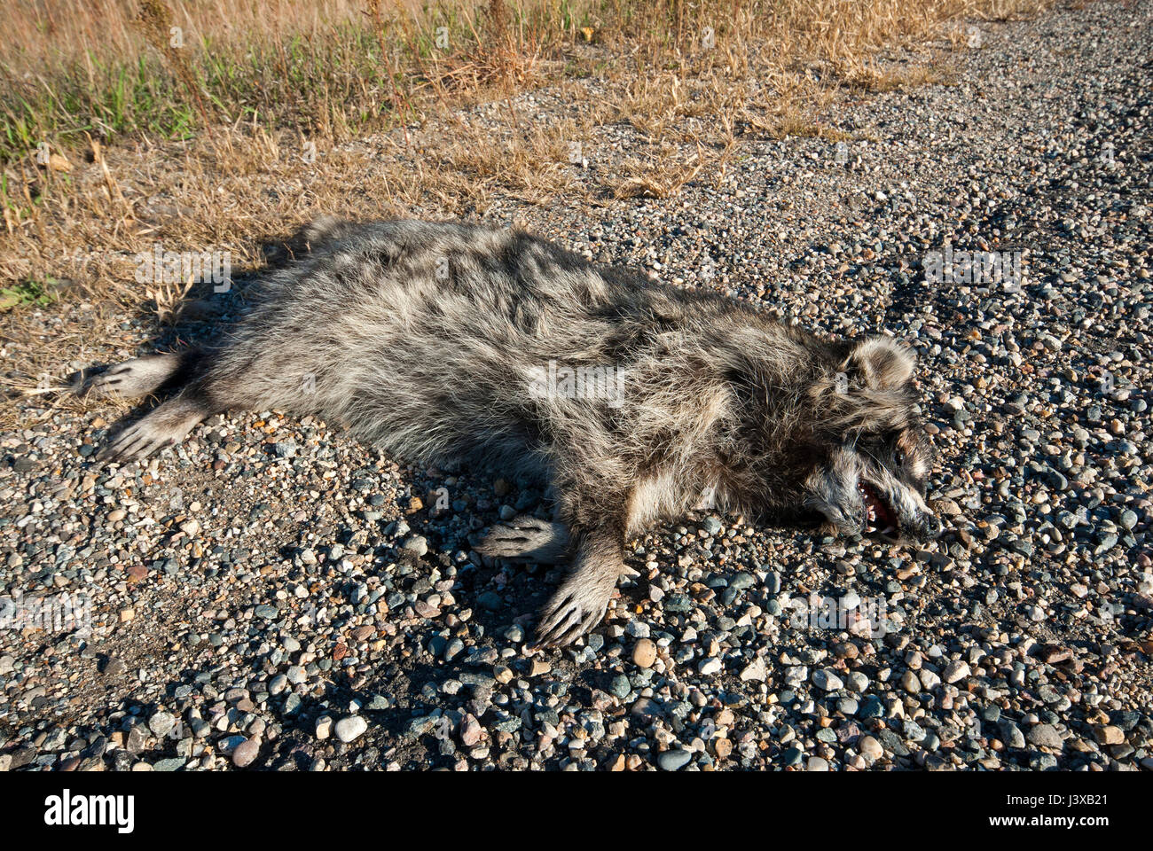 Raccoon (Procyon lotor) killed on the road, Manitoba, Canada Stock Photo