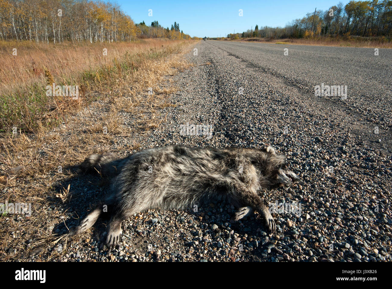 Raccoon (Procyon lotor) killed on the road, Manitoba, Canada Stock Photo