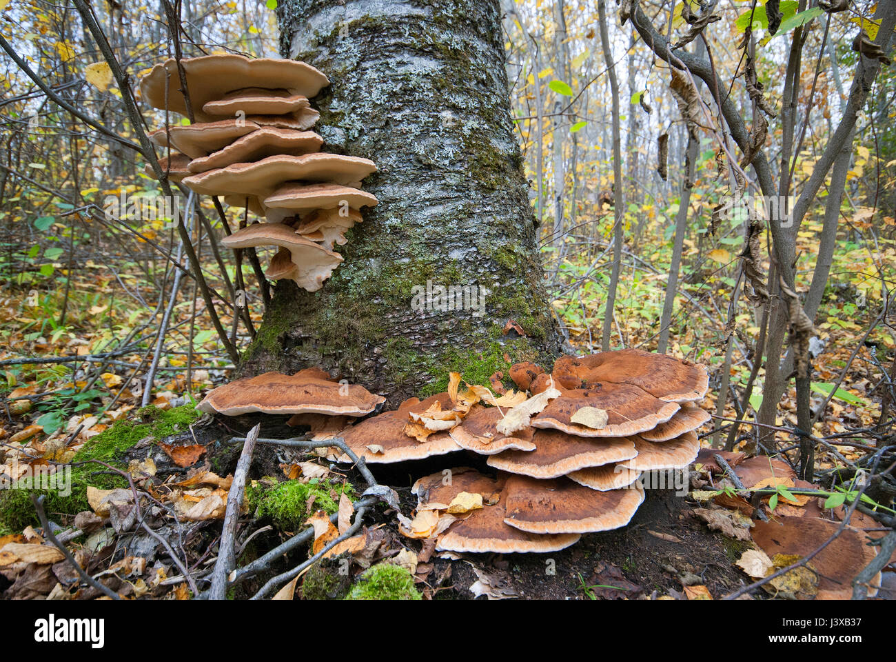 Mushrooms at the base of a tree, Riding Mountain National Park, Manitoba, Canada Stock Photo Alamy