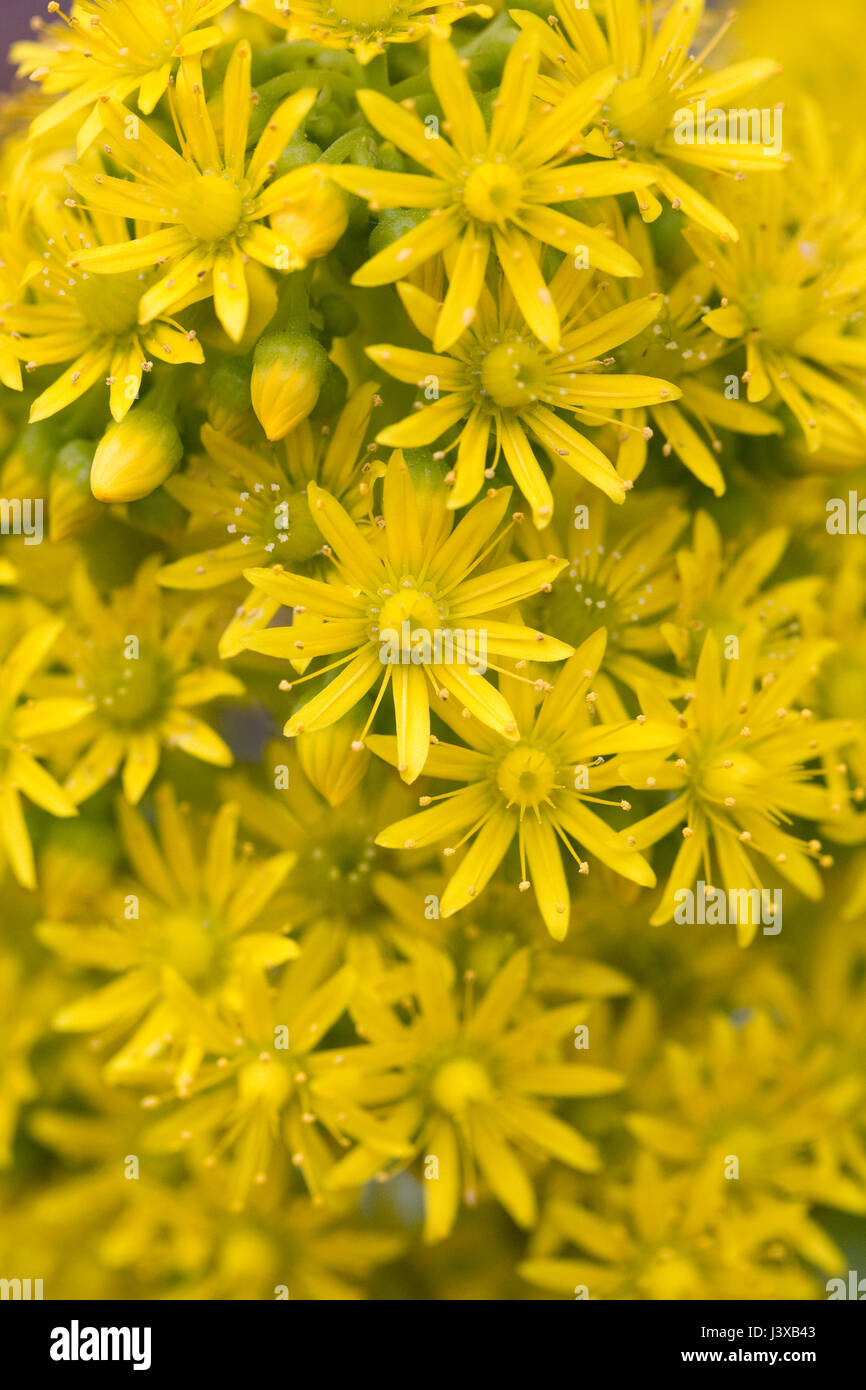Aeonium glutinosum flowers in Spring. Stock Photo