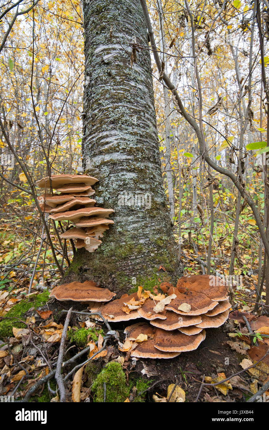 Mushrooms at the base of a tree, Riding Mountain National Park, Manitoba, Canada Stock Photo Alamy