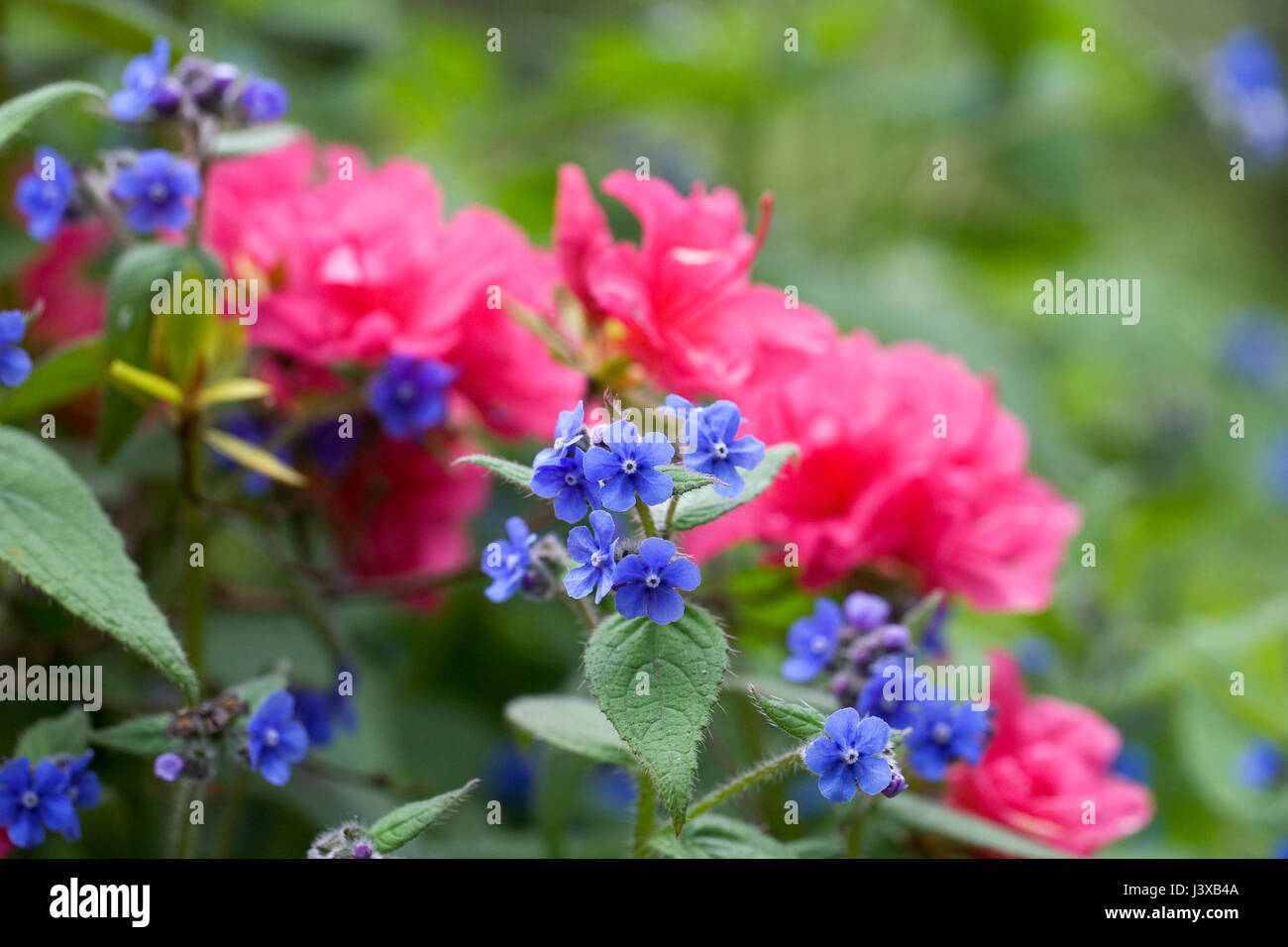 Brunnera flowers and Rhododendron 'Lily Marleen'. Stock Photo