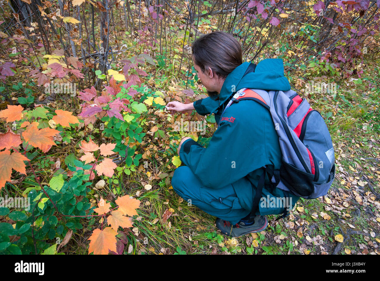 Young volunteer ranger crouched near canadian maple leaves (Acer ...