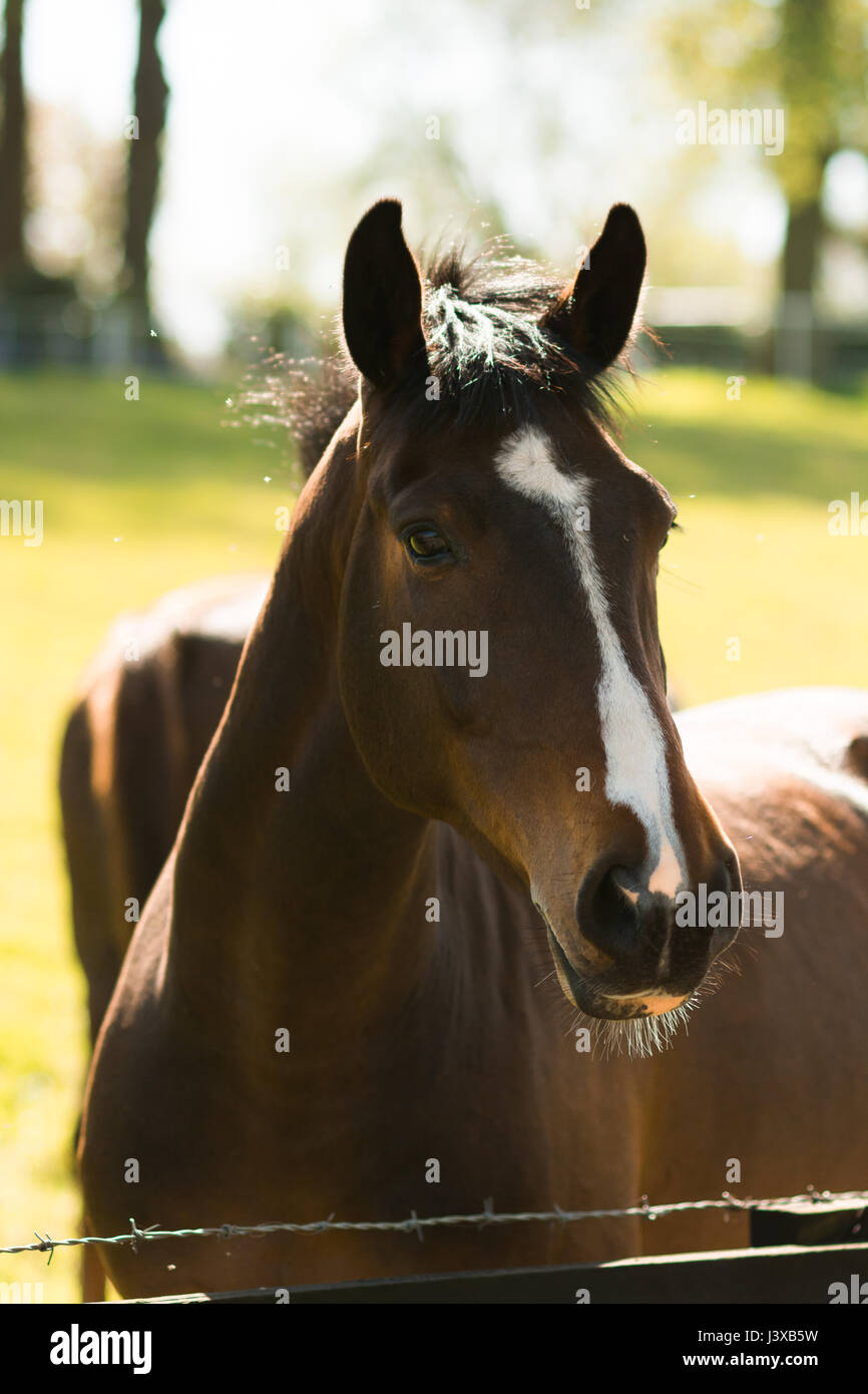 A Stunning horse taking a stroll in the field Stock Photo Alamy