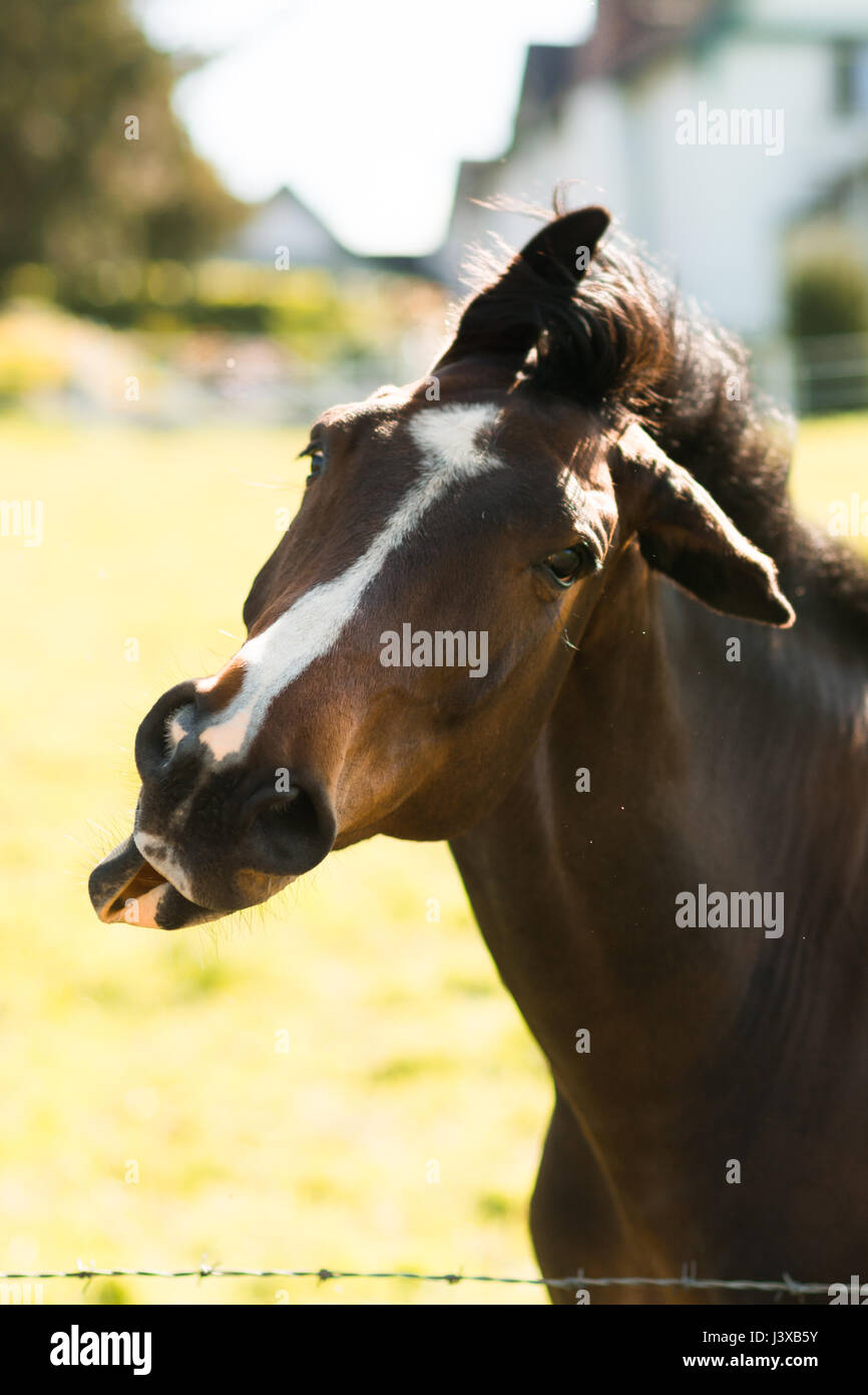 A Stunning horse taking a stroll in the field Stock Photo Alamy