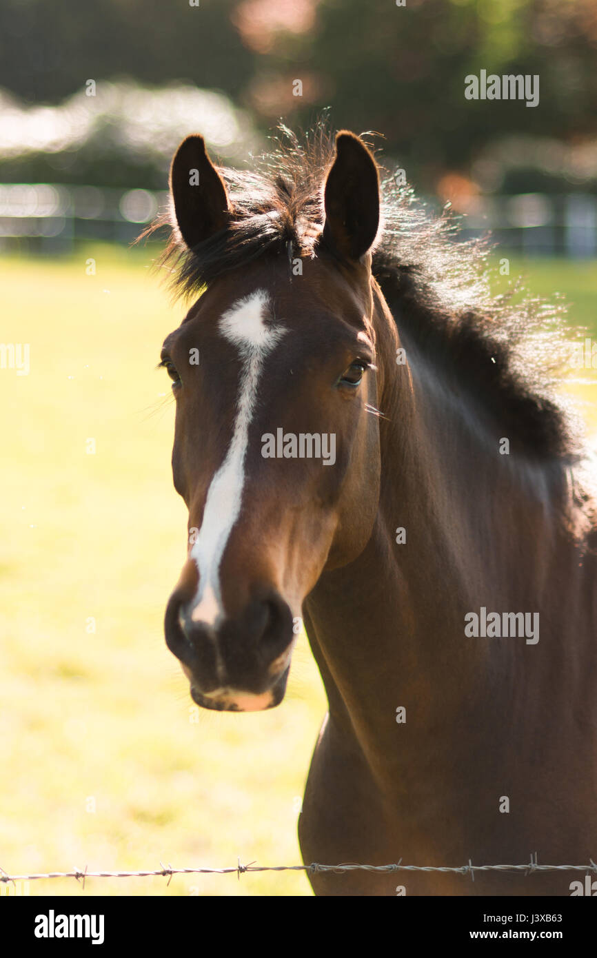 A Stunning horse taking a stroll in the field Stock Photo Alamy