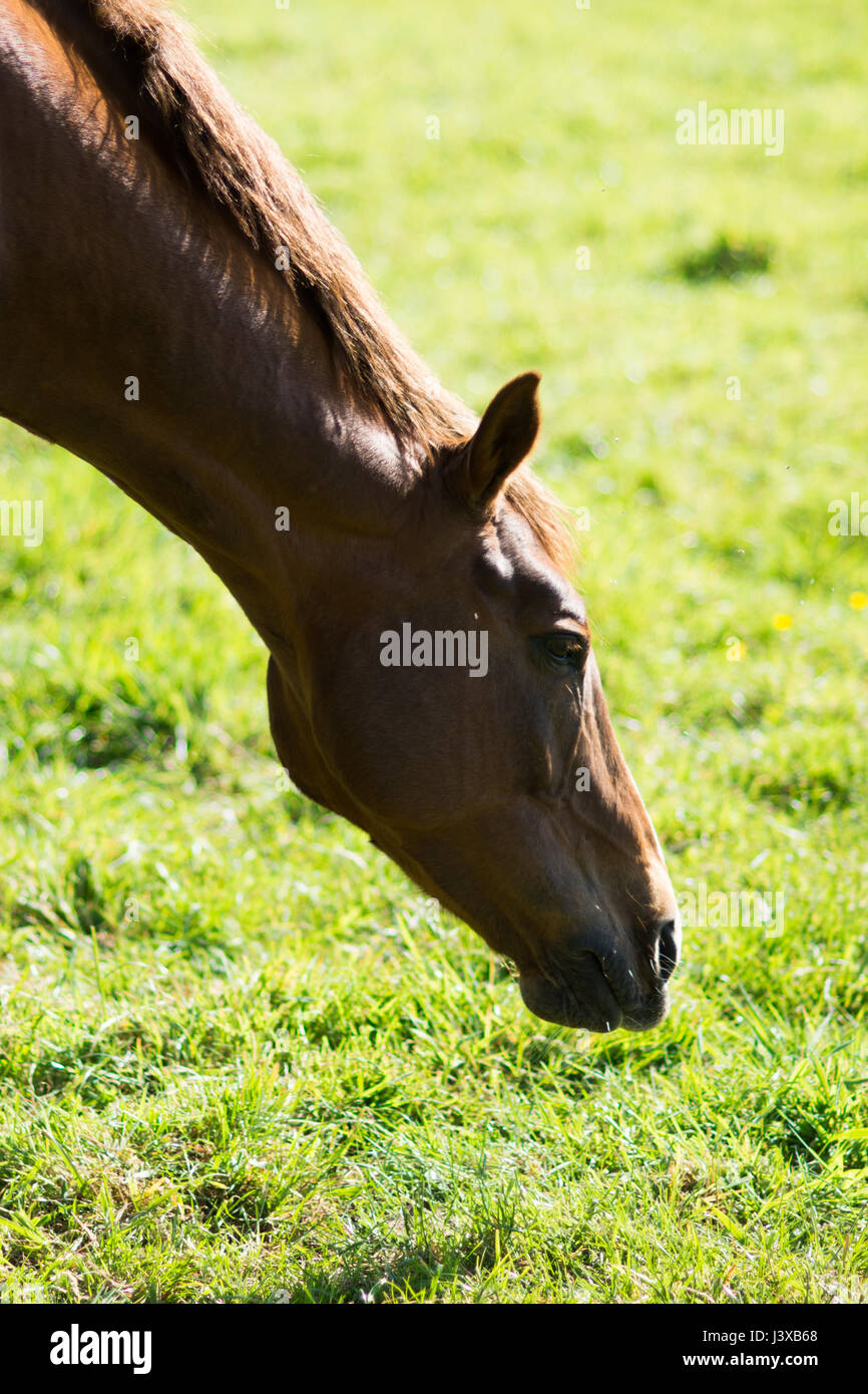 A Stunning horse taking a stroll in the field Stock Photo Alamy