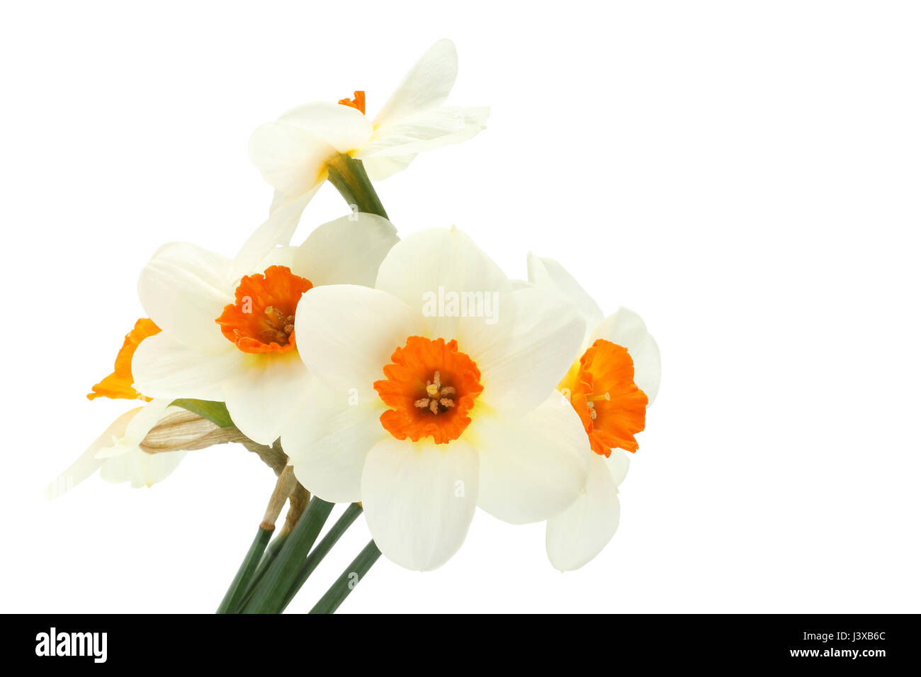 Bouquet of five daffodils isolated on white background Stock Photo - Alamy