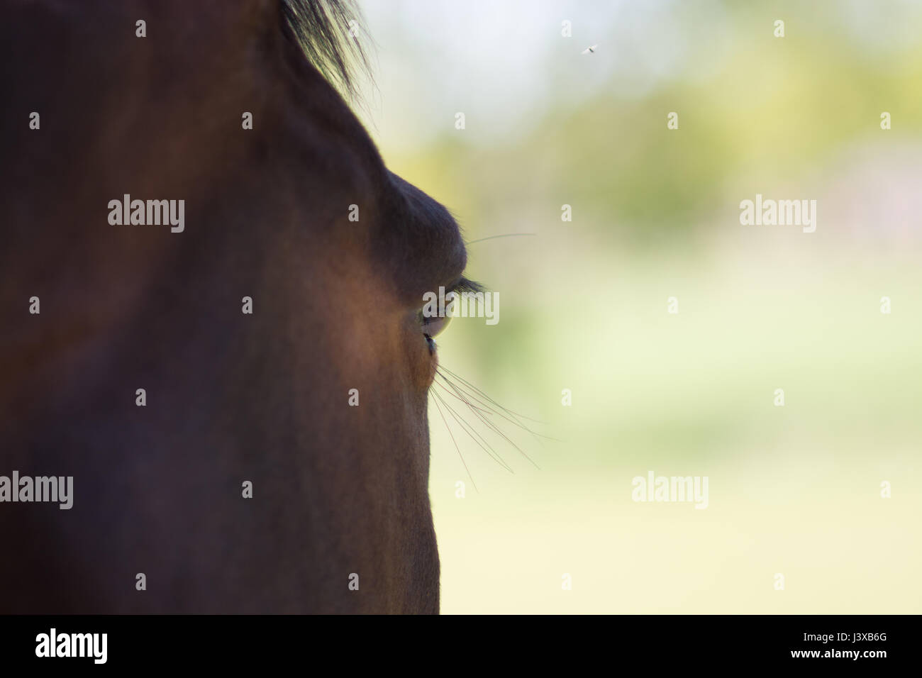 A Stunning horse taking a stroll in the field Stock Photo Alamy
