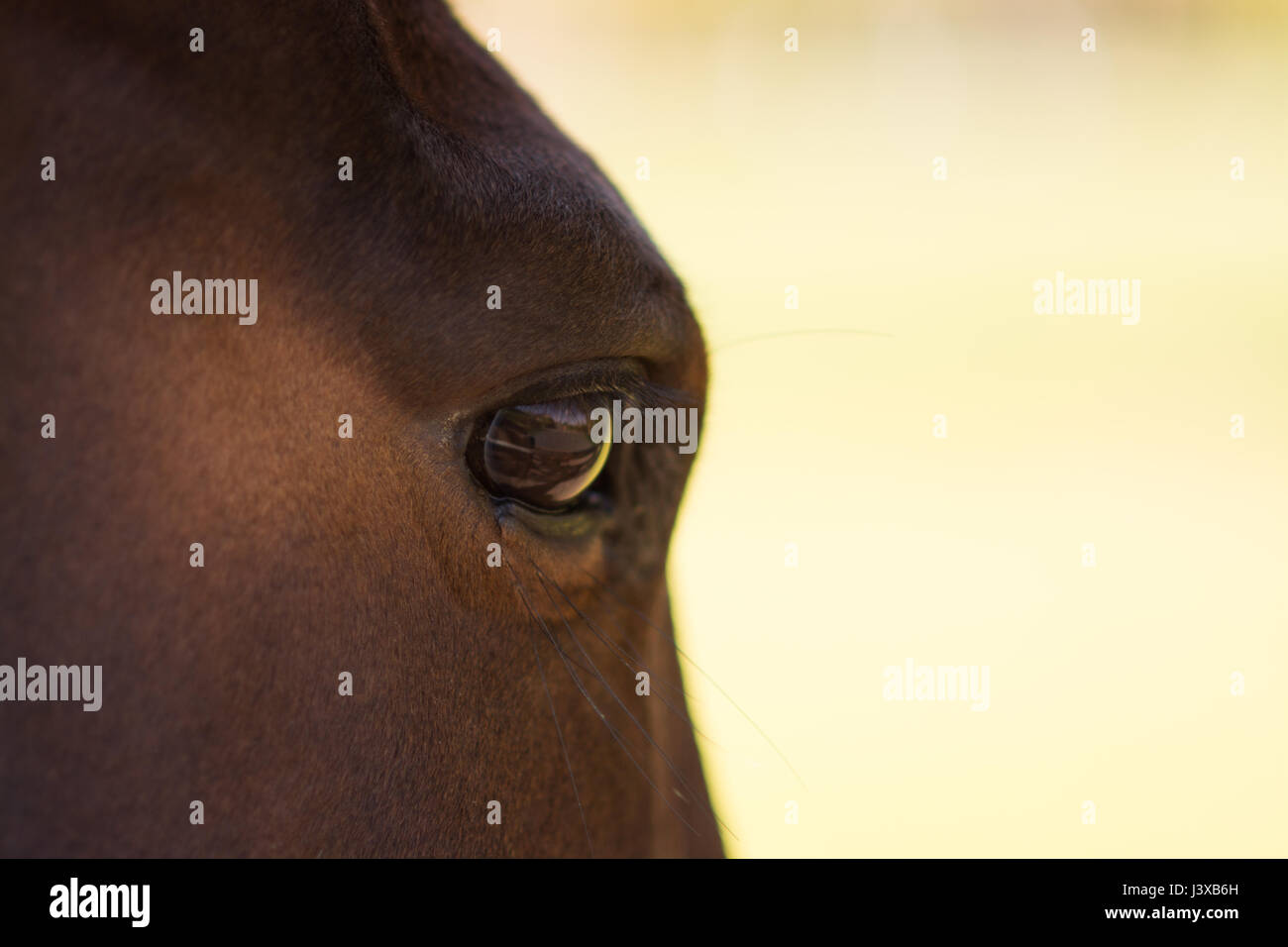 A Stunning horse taking a stroll in the field Stock Photo