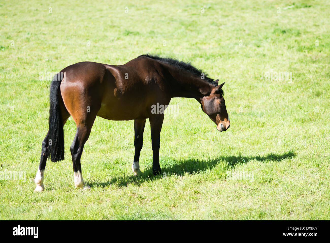 A Stunning horse taking a stroll in the field Stock Photo Alamy