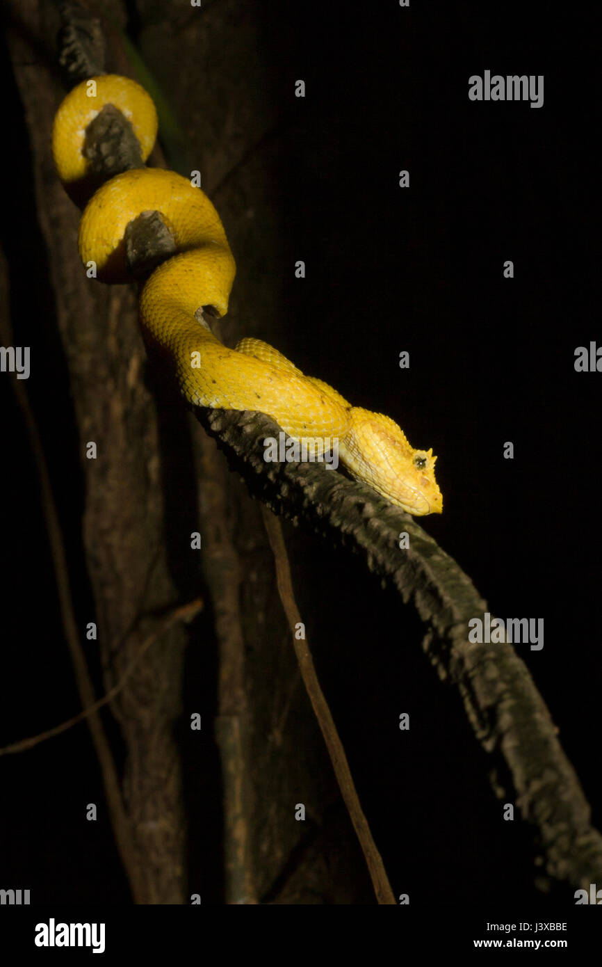 Yellow eyelash pit viper, Bothriechis schlegelii; a highly venomous arboreal snake with a number of distinctive color morphs.  Photographed in Costa Rica. Stock Photo