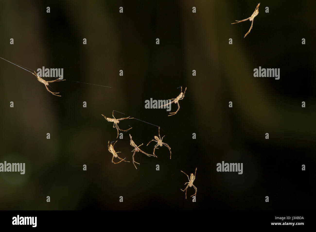 Newly-hatched spiders (spiderlings) appear to float as they prepare to disperse. Stock Photo