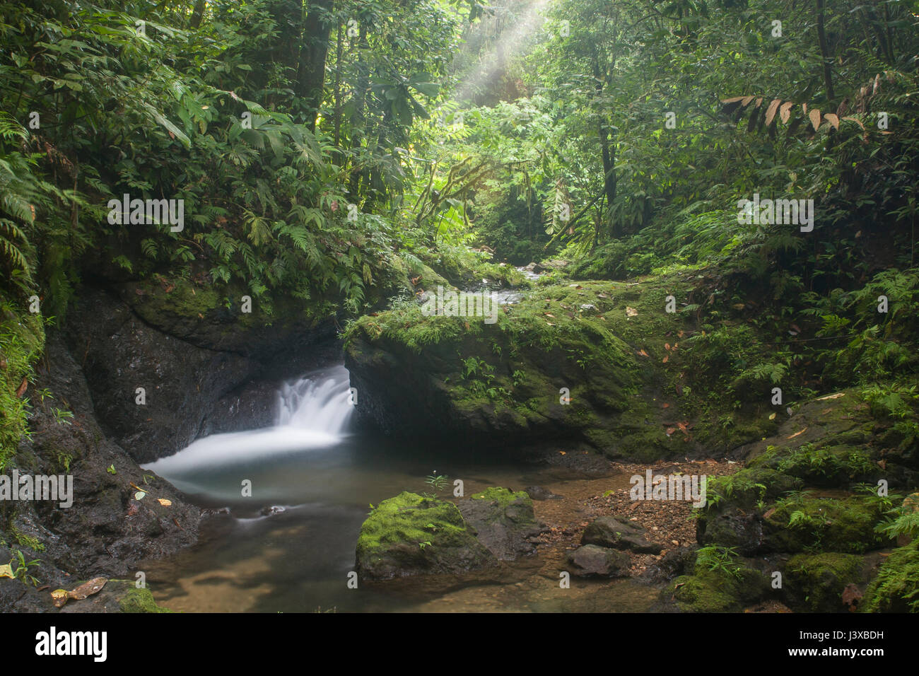 Lush stream and waterfall in the lowland rainforest jungles of Costa