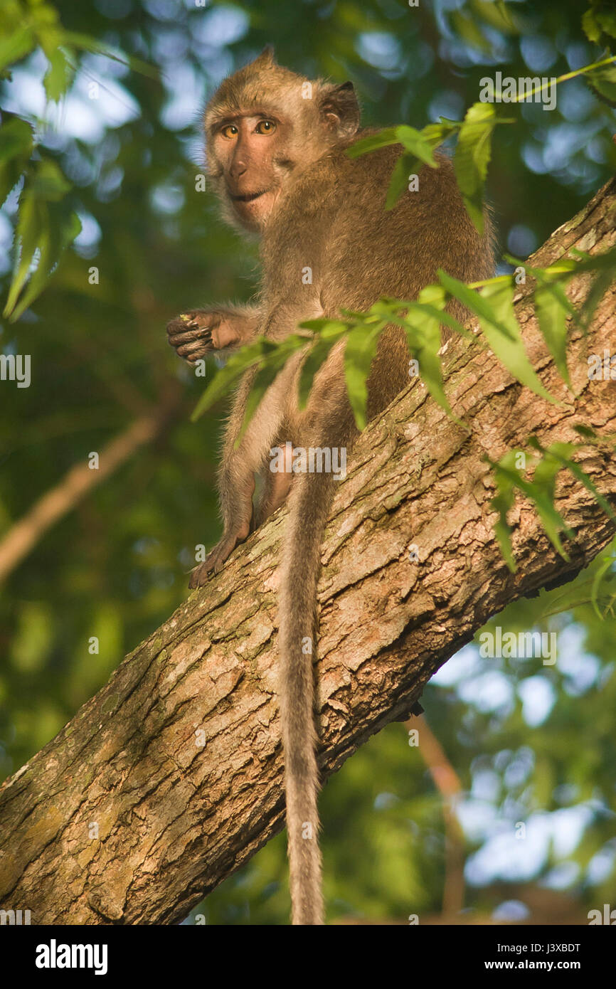 Wild crab-eating macaque (Macaca fascicularis) looking over its ...