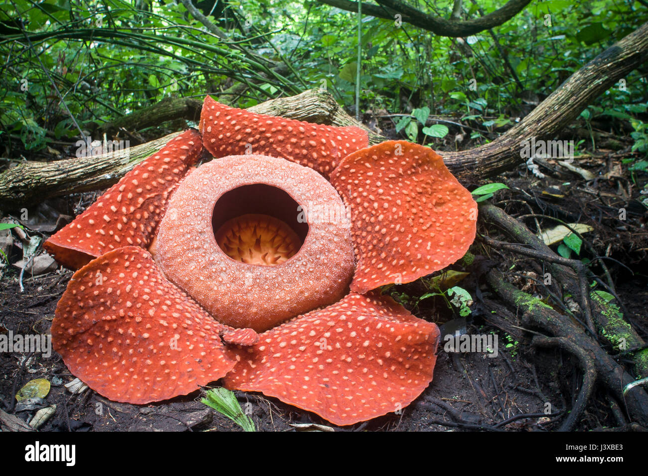 A critically endangered Rafflesia arnoldii in full bloom, the world's largest flower.  This plant parasitizes the vine in the background. The smell of Stock Photo