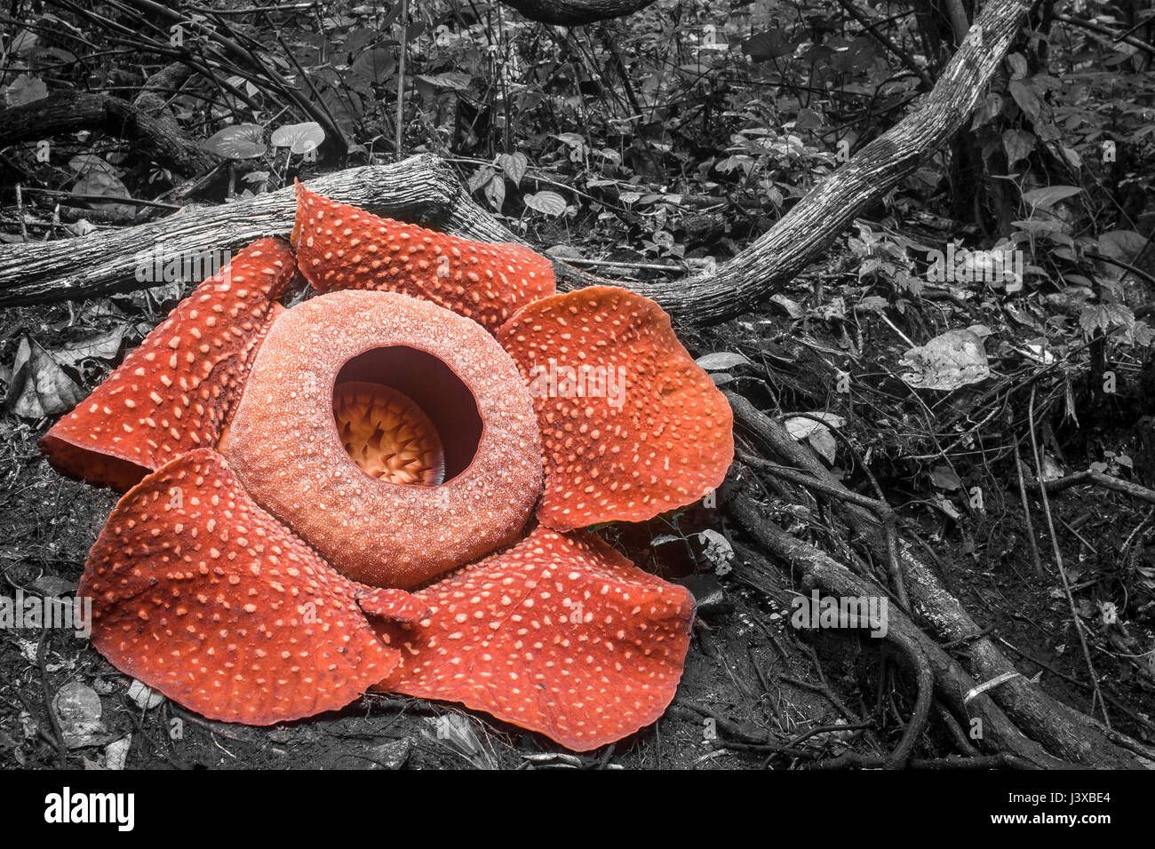 A critically endangered Rafflesia arnoldii in full bloom, the world's largest flower.  The smell of the flower is suggestive of rotting meat, giving i Stock Photo