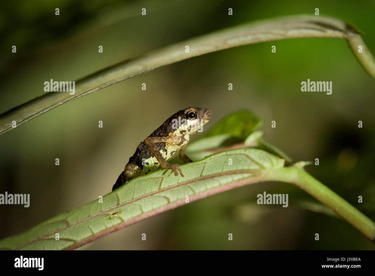 A lowland dwarf frog (Pelophryne signata) perched on a leaf. Stock Photo