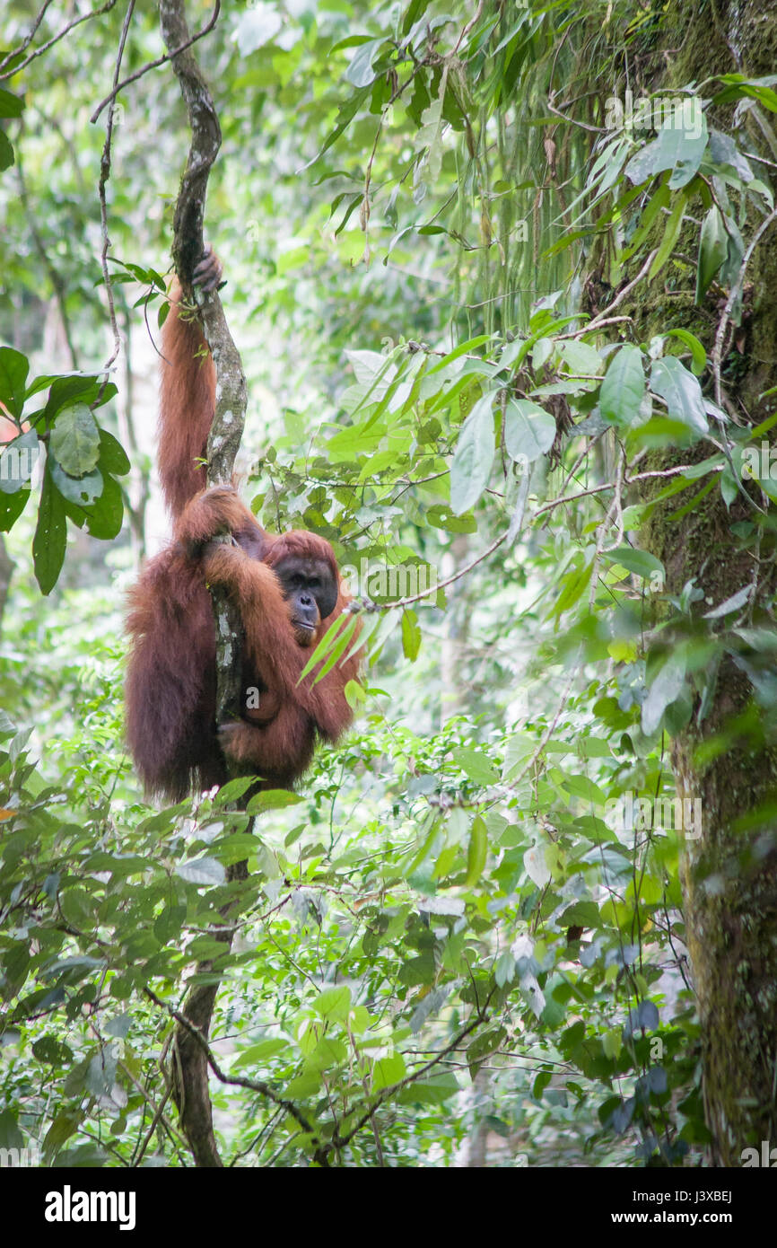 Critically endangered Sumatran orangutan (Pongo abelii) climbing on a vine in the wild. Gunung Leuser National Park. Stock Photo