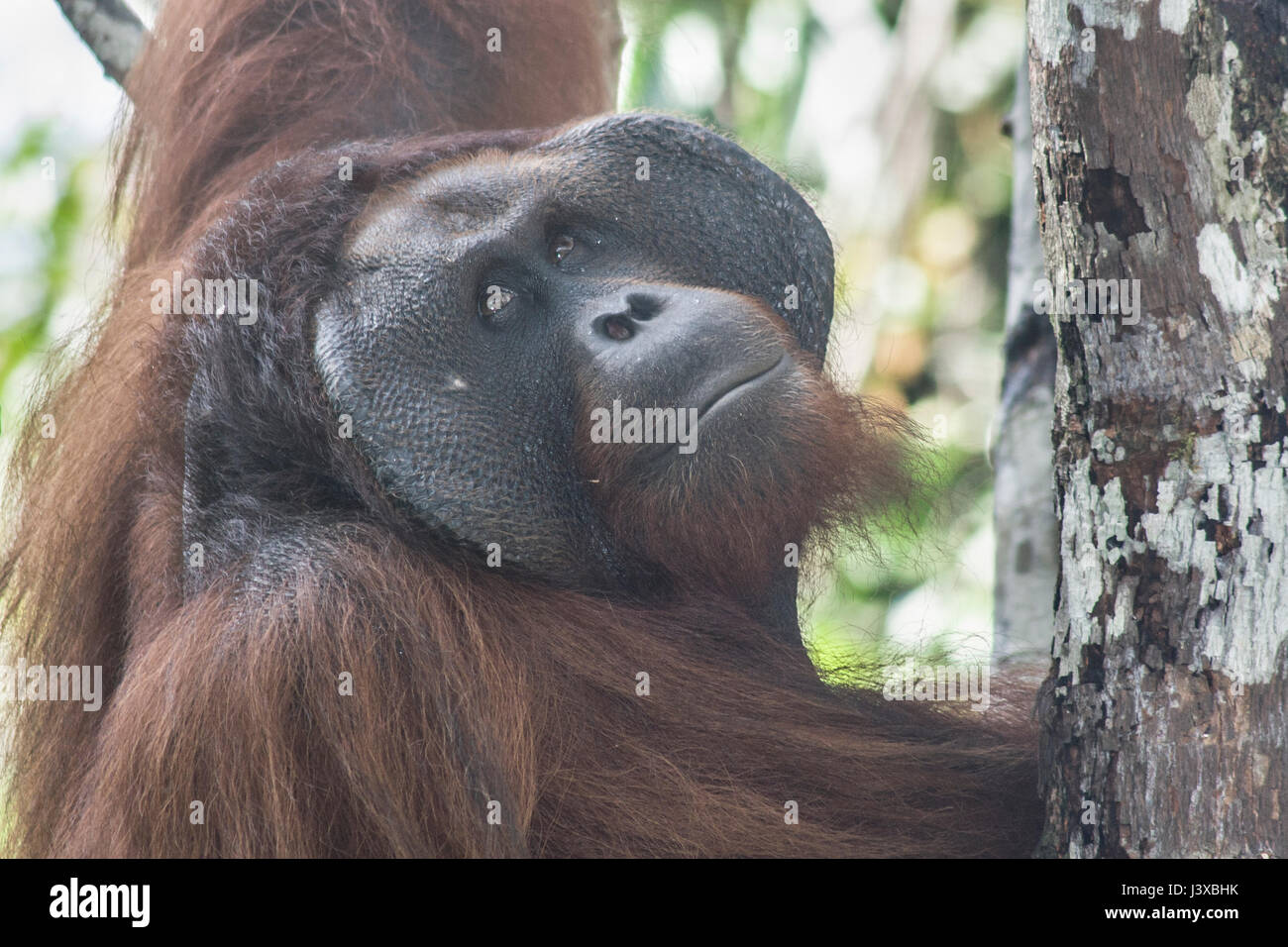 Critically endangered Bornean orangutan (Pongo pygmaeus). Mature males have the characteristic cheek pads. Stock Photo