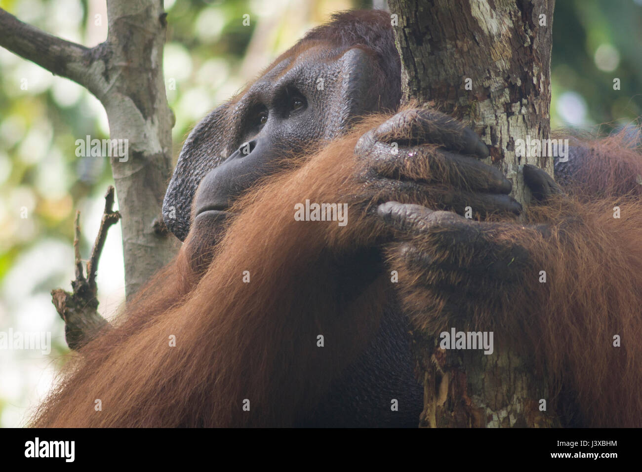 Critically endangered Bornean orangutan (Pongo pygmaeus). Mature males have the characteristic cheek pads. Stock Photo