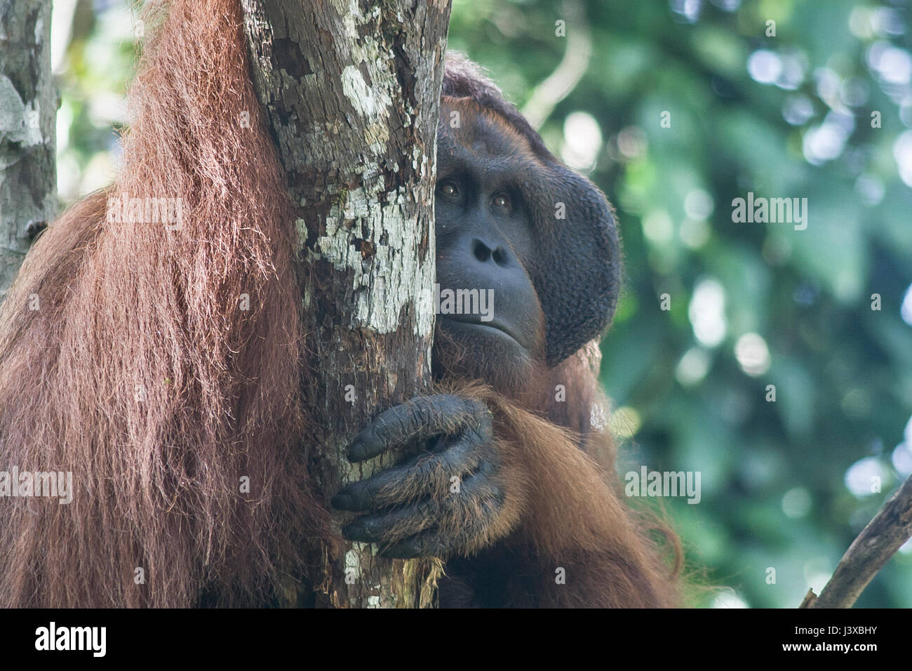 Critically endangered Bornean orangutan (Pongo pygmaeus). Mature males have the characteristic cheek pads. Stock Photo