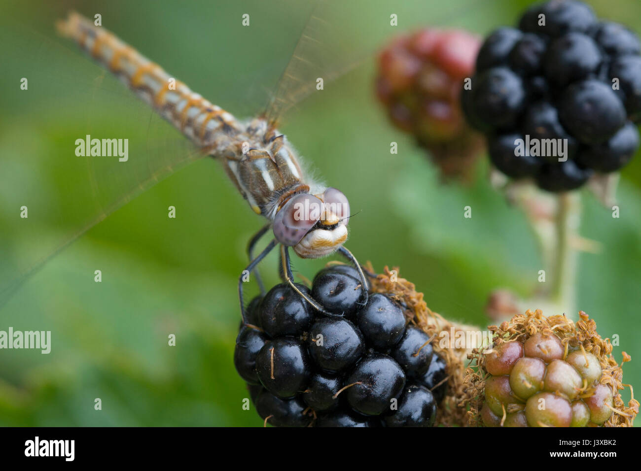 Dragonfly beginning to take off from a blackberry. Stock Photo