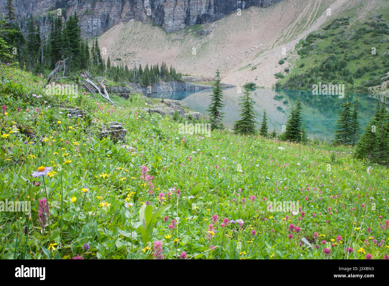 Wildflowers alongside a turquoise lake in Glacier National Park ...