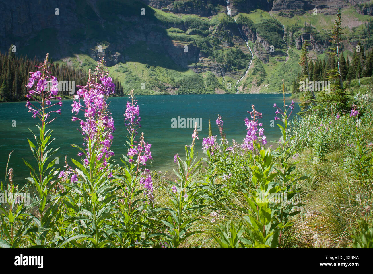 Wildflowers Glacier National Park High Resolution Stock Photography and ...