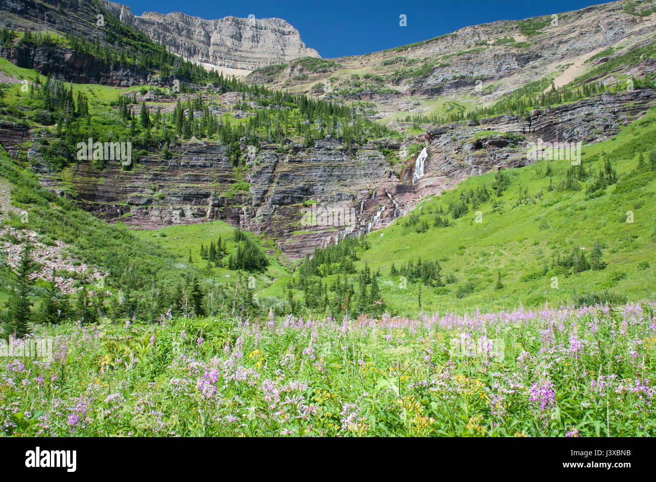 A mountain waterfall and meadow of wildflowers in Glacier National Park ...
