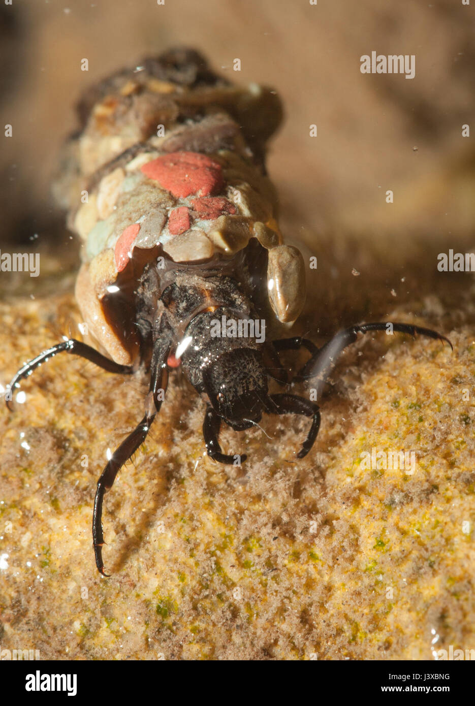A close up of a caddisfly larva (order Trichoptera) with its mobile home of attached pebbles. Stock Photo