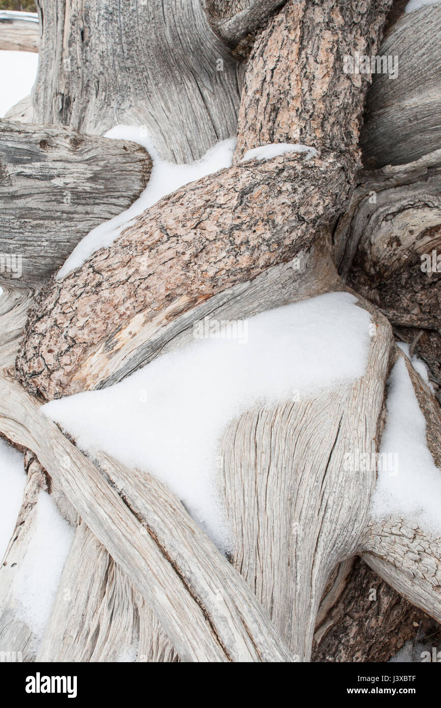 Snow-covered roots of a bristlecone pine tree (Pinus longaeva). Stock Photo