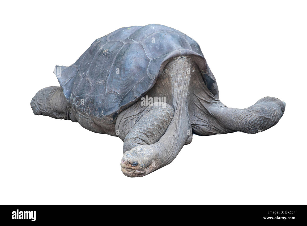 Lonesome George, peacefully resting. He was the last Pinta Island Galapagos tortoise. Photographed on a white background. Stock Photo