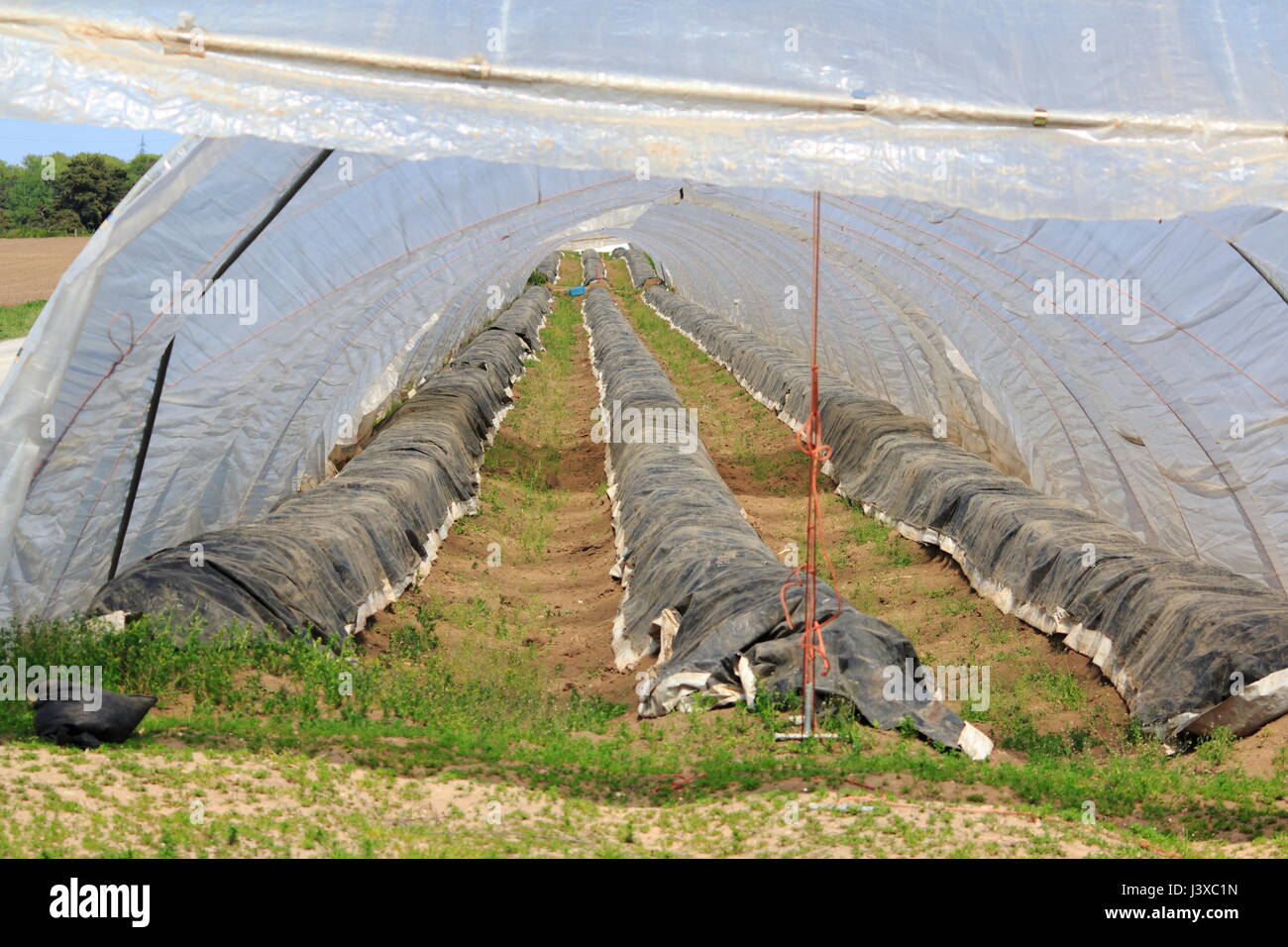 Spargel Anbau unter der Folie, im Zelt Stock Photo