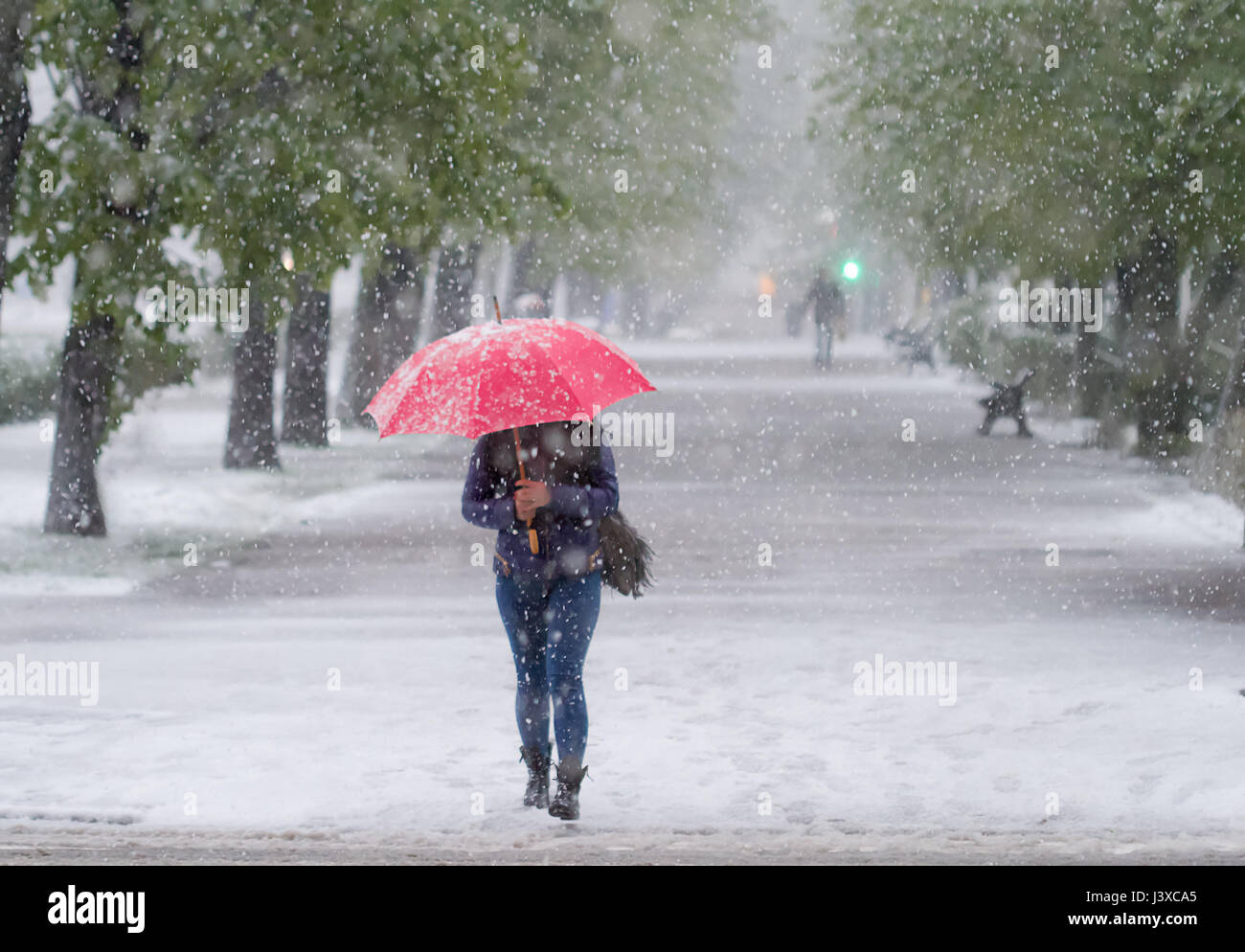 Girl With Red Umbrella Walking In Snow Storm In April Global