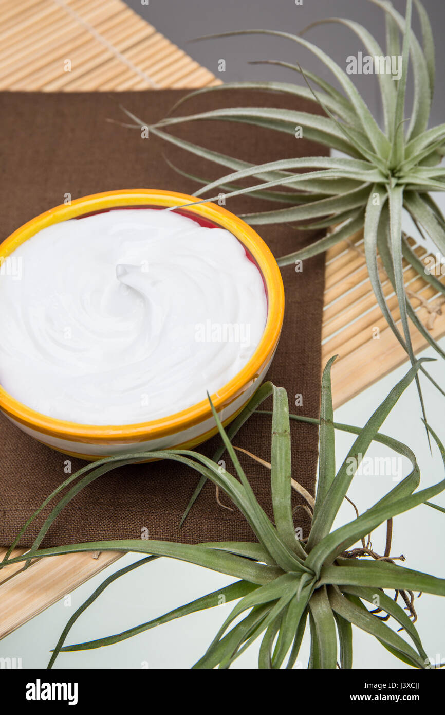 Bowl of lotion surrounded by air plants (Tillandsia Bromeliads) in a studio setting Stock Photo