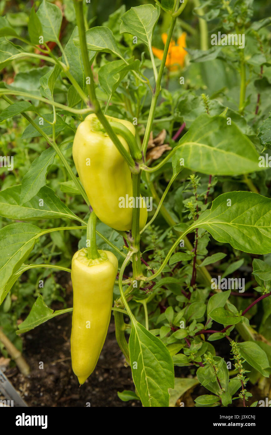 Gypsy Sweet Pepper High Resolution Stock Photography And Images Alamy