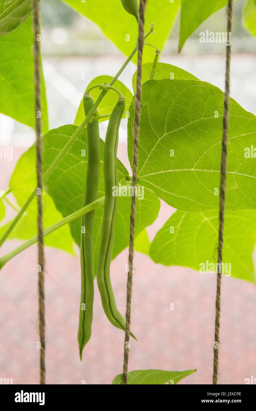 Green beens on the vine hires stock photography and images Alamy