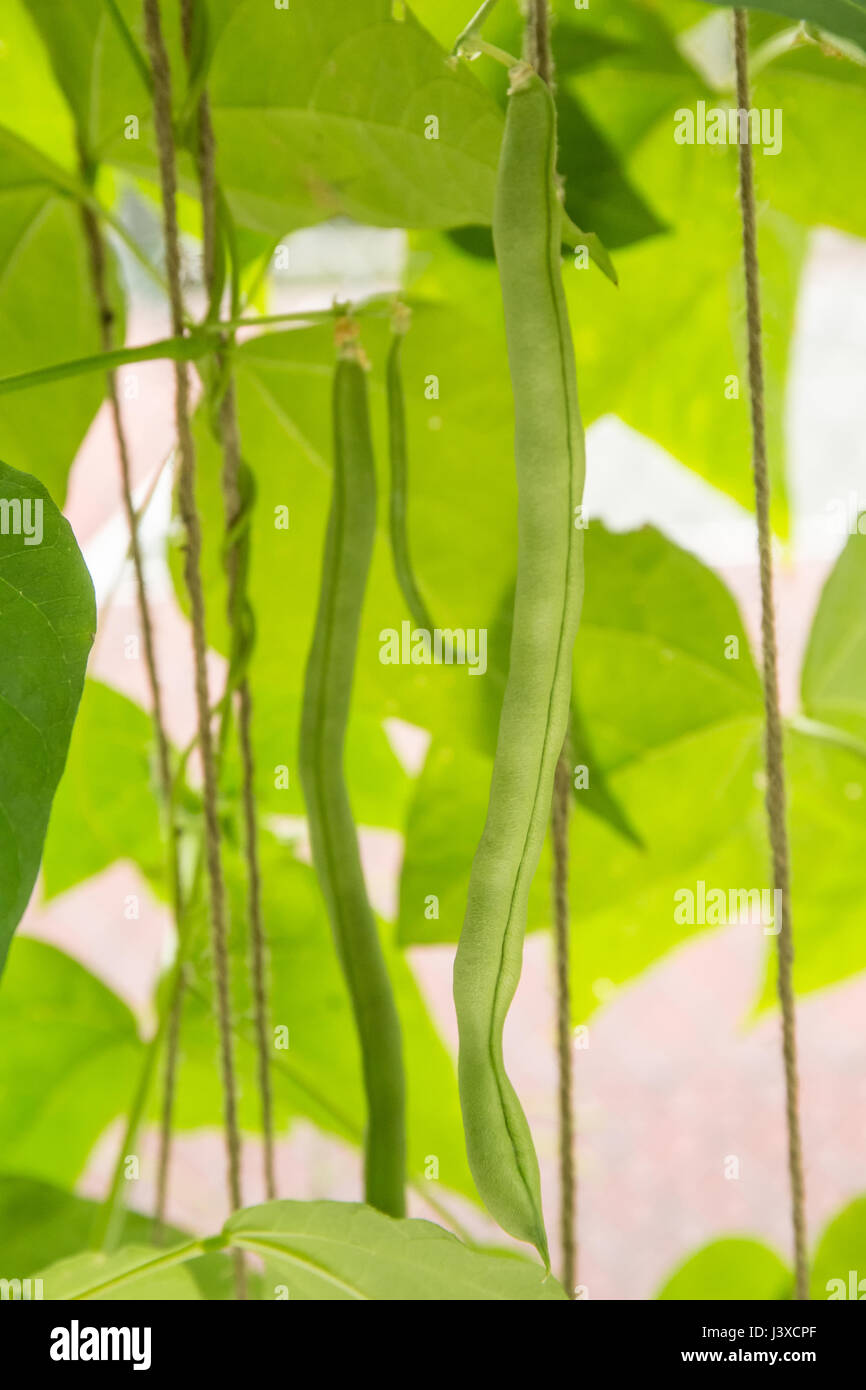 Ripe green beans ready to be harvested growing on a string trellis in