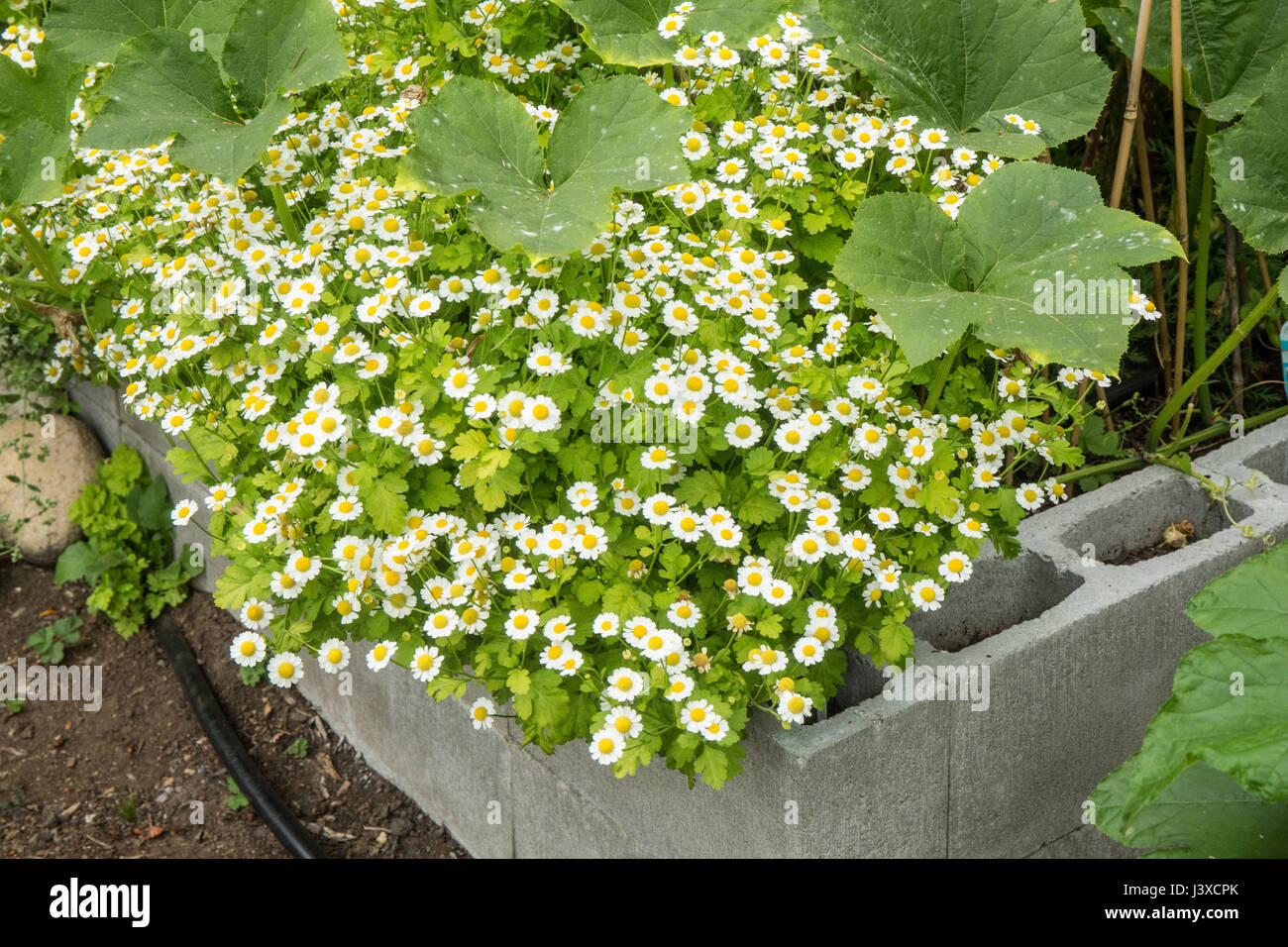 Feverfew (or Featherfoil, Bachelor's buttons, Chrysanthemum Parthenium, or Tanacetum Parthenium) flowers growing among squash plants in a raised bed g Stock Photo
