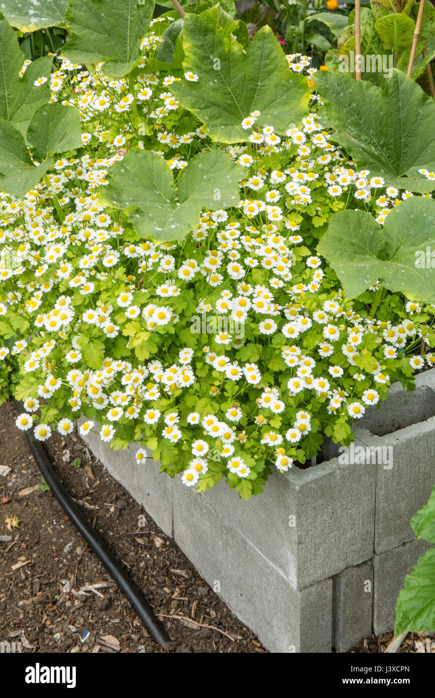 Feverfew (or Featherfoil, Bachelor's buttons, Chrysanthemum Parthenium, or Tanacetum Parthenium) flowers growing among squash plants in a raised bed g Stock Photo