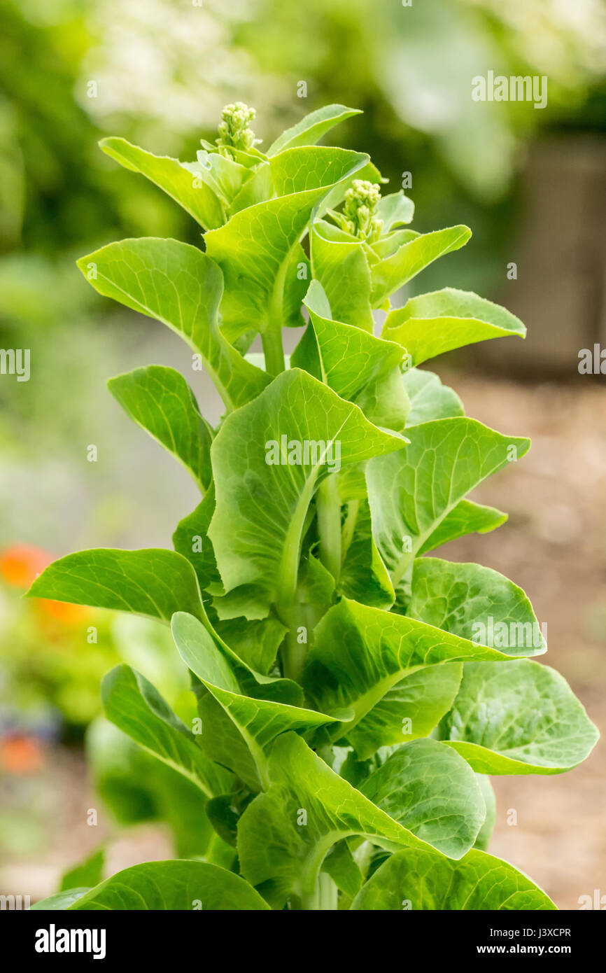 Bolting lettuce hires stock photography and images Alamy